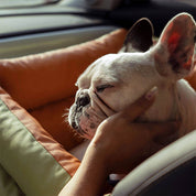 Prächtig Unterwegs Autositz Hundebett